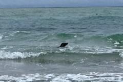 Seehund in der Ostsee