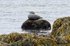 Seehund auf Fels im Wasser