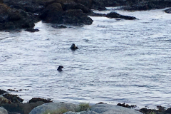 Seehunde in der Bucht von Stokksnes